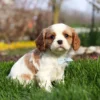 Blenheim Cavalier puppy sitting in the green grass