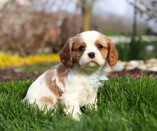 Blenheim Cavalier puppy sitting in the green grass