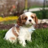 Blenheim Cavalier puppy for sale