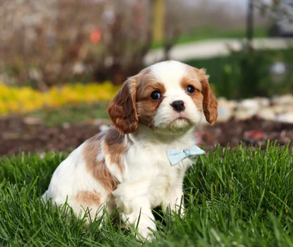 Blenheim Cavalier puppy for sale