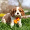 Blenheim Cavalier King Charles puppy