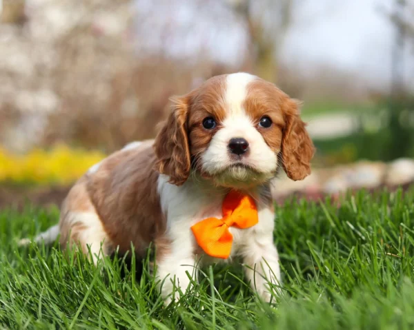 Blenheim Cavalier King Charles puppy