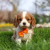 Blenheim Cavalier King Charles puppy with orange ribbon