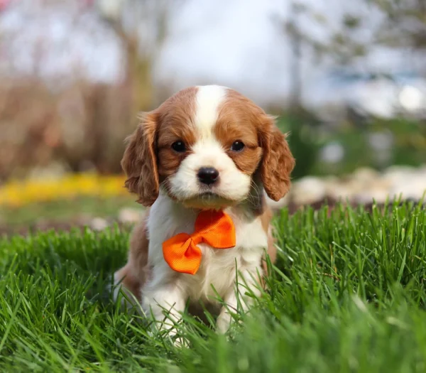 Blenheim Cavalier King Charles puppy with orange ribbon