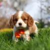 Blenheim Cavalier King Charles puppy playing in the grass