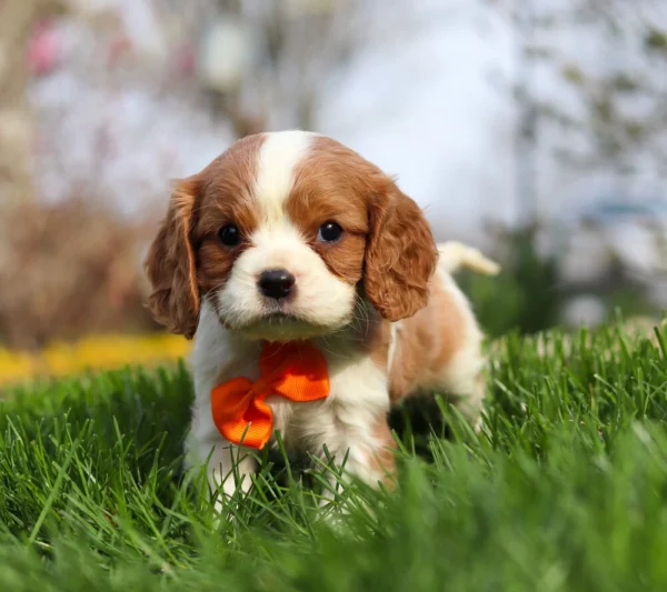 Blenheim Cavalier King Charles puppy playing in the grass