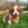 Blenheim Cavalier King Charles puppy licking his nose