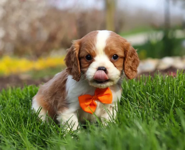 Blenheim Cavalier King Charles puppy licking his nose
