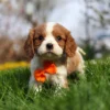 Blenheim Cavalier King Charles puppy in the yard