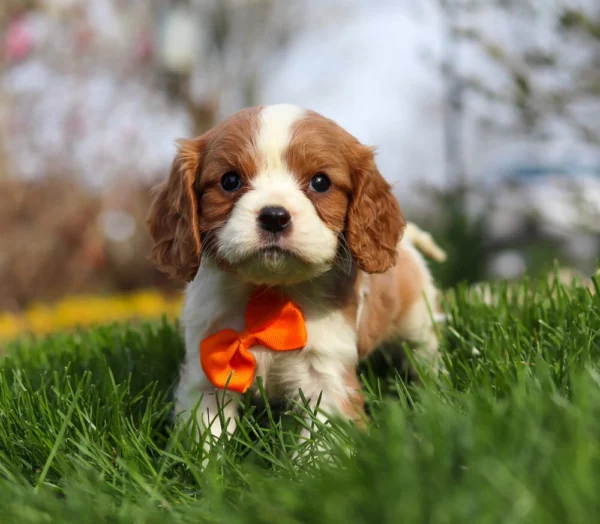Blenheim Cavalier King Charles puppy in the yard