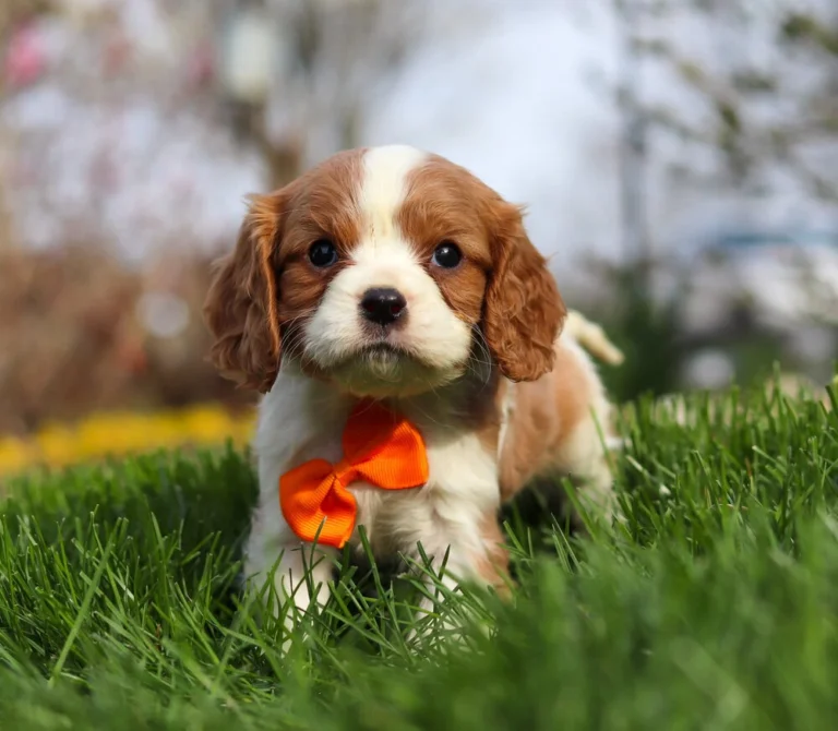 Blenheim Cavalier King Charles puppy in the yard