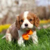 Blenheim Cavalier King Charles puppy playing
