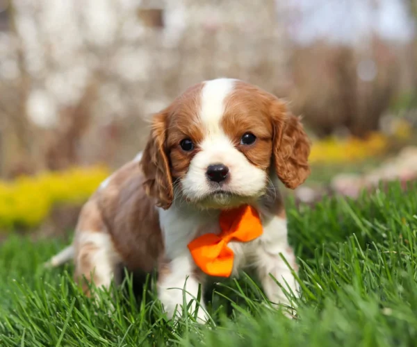 Blenheim Cavalier King Charles puppy playing