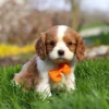 Blenheim Cavalier King Charles puppy posing for a picture
