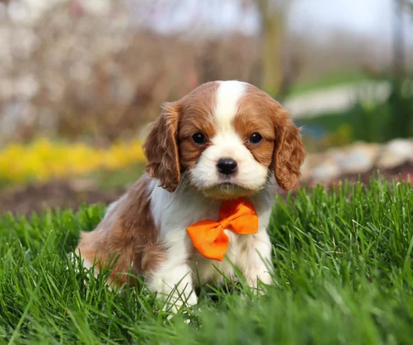 Blenheim Cavalier King Charles puppy posing for a picture
