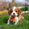 Blenheim Cavalier King Charles puppy for adoption