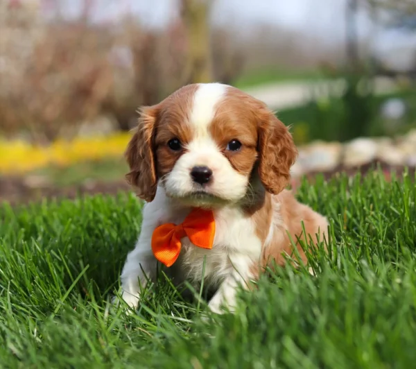Blenheim Cavalier King Charles puppy for adoption