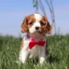 Cavalier puppy with red ribbon