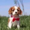 Cavalier puppy with red ribbon playing in the yard