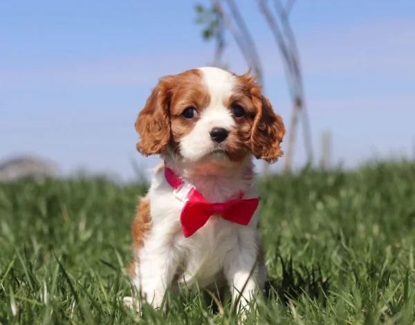 Cavalier puppy with red ribbon playing in the yard