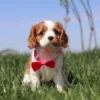 Cavalier puppy with red ribbon sitting in the yard