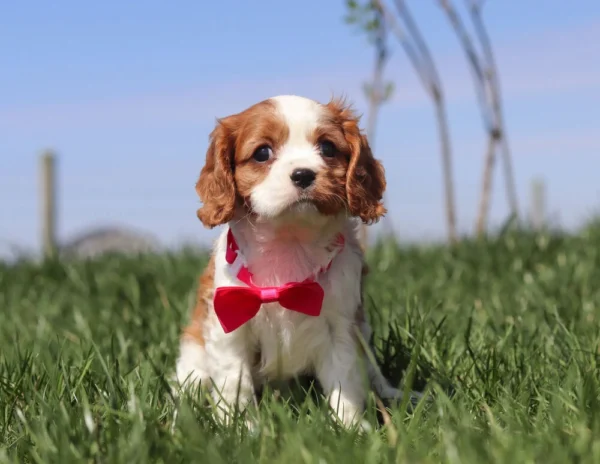 Cavalier puppy with red ribbon sitting in the yard