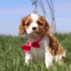 Cavalier puppy with red ribbon posing for a picture