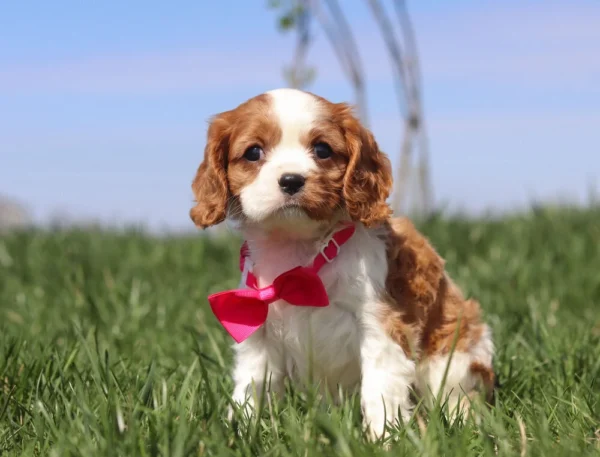 Cavalier puppy with red ribbon posing for a picture