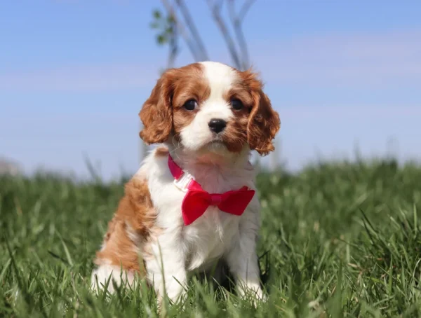 Brown and white Cavalier puppy