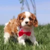 Brown and white Cavalier puppy in the grass