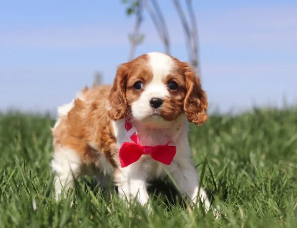 Brown and white Cavalier puppy in the grass