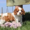 Brown and white Cavalier puppy playing with a toy