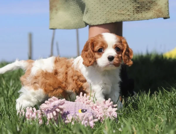 Brown and white Cavalier puppy playing with a toy