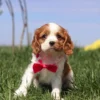 Brown and white Cavalier puppy sitting on the grass