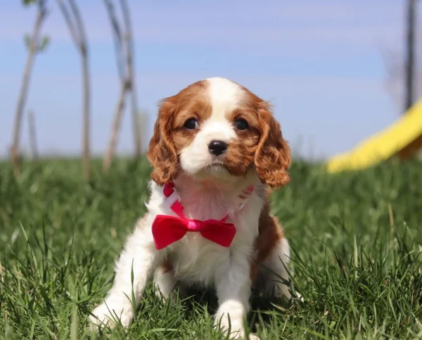 Brown and white Cavalier puppy sitting on the grass