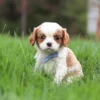 Blenheim Cavalier puppy
