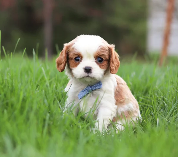 Blenheim Cavalier puppy