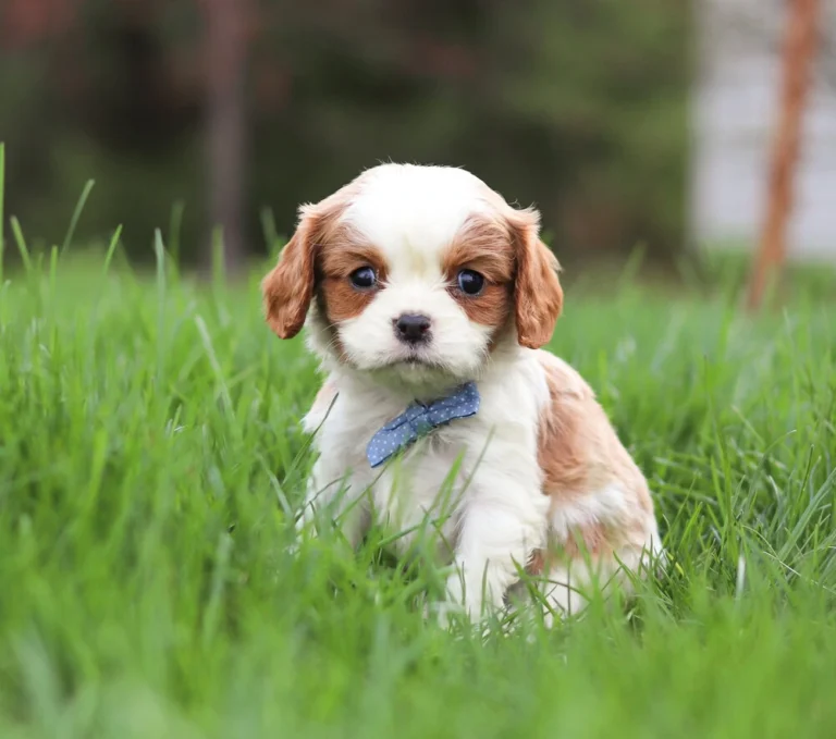 Blenheim Cavalier puppy