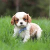 Blenheim Cavalier puppy with blue ribbon