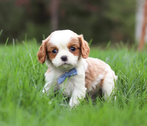 Blenheim Cavalier puppy with blue ribbon