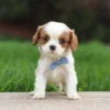 Blenheim Cavalier puppy on the sidewalk