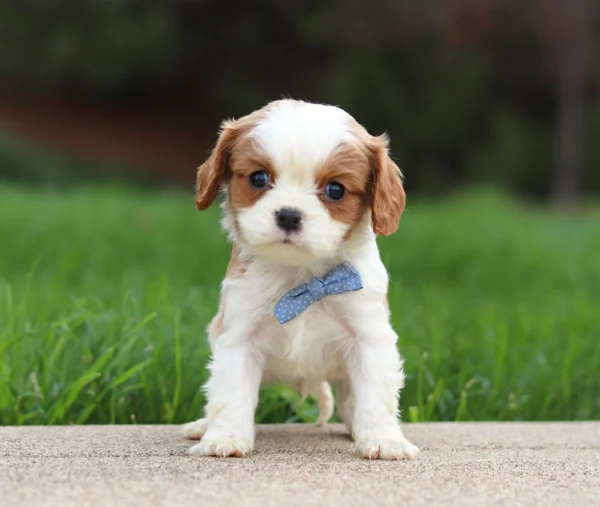 Blenheim Cavalier puppy on the sidewalk