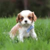 Blenheim Cavalier puppy posing for a picture