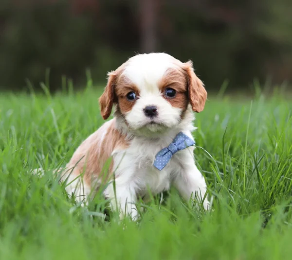 Blenheim Cavalier puppy posing for a picture