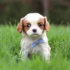 Blenheim Cavalier puppy with blue ribbon sitting in the grass