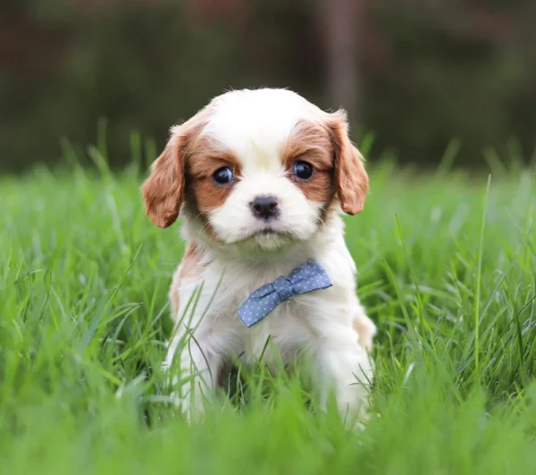 Blenheim Cavalier puppy with blue ribbon sitting in the grass