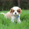 Blenheim Cavalier puppy look at the camera