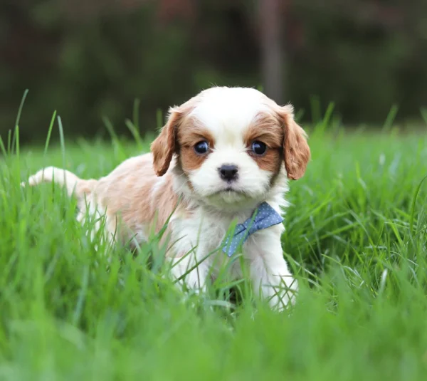 Blenheim Cavalier puppy look at the camera