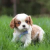Blenheim Cavalier puppy acting curious