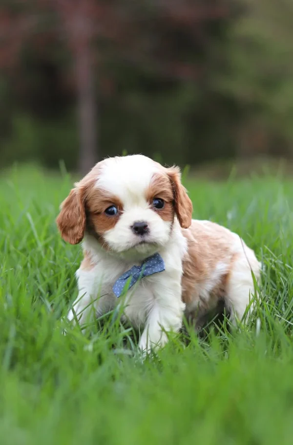 Blenheim Cavalier puppy acting curious